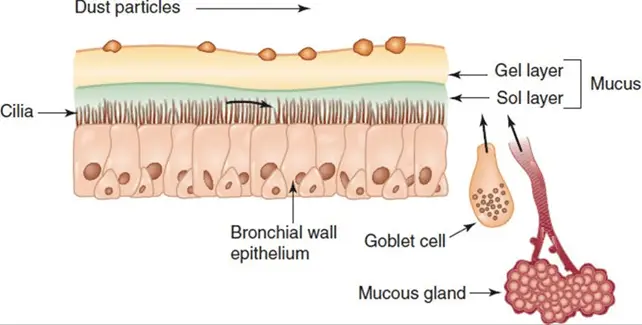 Periciliary Fluid Eakin Healthcare